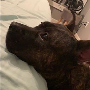 Meet your Posher, Ivan